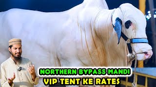 VIP TENT RATES at Northern Bypass Cow Mandi  Yamins Ranch  Cattle Market Karachi  Bakra Eid 2024 [upl. by Mchugh]