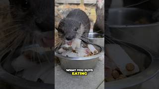 Adorable Baby Otters Celebrate World Otter Day [upl. by Aenil]