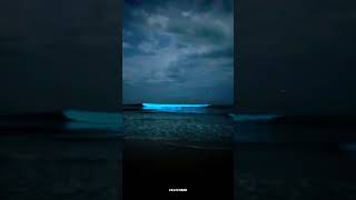 Bioluminescence at our very own Thiruvanmiyur Beach😍 bioluminescence trending viralvideo shorts [upl. by Culberson194]