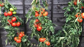 Bumper crop of Marmande Tomatoes  fruit amp veg Tour  Episode 12  2017 [upl. by Lenrad548]