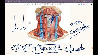 SUPRA ampINFRAHYOID MUSCLES [upl. by Theone264]