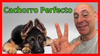 3 Trucos ENTRENAR CACHORRO Ir al baño no morder y quedarse solo [upl. by Romie]