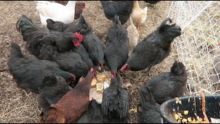 How I feed 30 chickens for 125 a day [upl. by Lyns29]