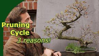 Winter and spring pruning deciduous bonsai [upl. by Belding]