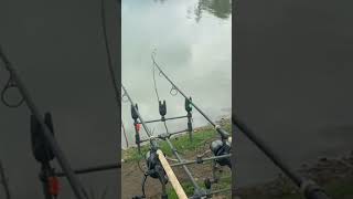 Coarse fishing uk Top Carp run Compilation [upl. by Ola]