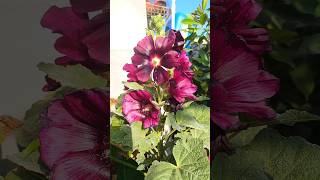 Hollyhock flower plant [upl. by Notlil]