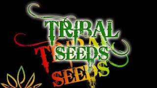 Tribal Seeds  Creator [upl. by Yerfej]