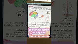 ATI TEAS 7 study guide The Nervous System [upl. by Nylecoj]