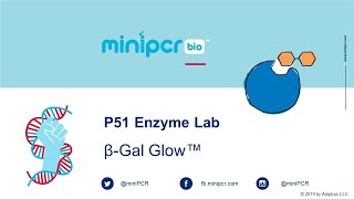 P51™ Enzyme Lab βGal Glow™ from miniPCR bio [upl. by Aihsetal]