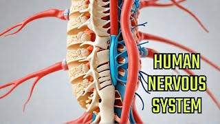 Unraveling the Human Nervous System Spinal Cord and Periphery [upl. by Galen]