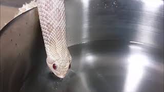 물 마시는 스노우 호그노즈 돼지코뱀 snow hognose drinking water [upl. by Loutitia]