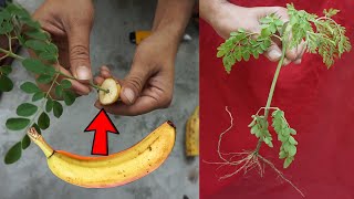 🔴How to grow Moringa Plant  How to plant a Moringa Tree in a container [upl. by Llesirg]