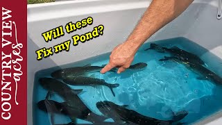 Will these fish solve the duckweed problem in my Pond [upl. by Reggis]