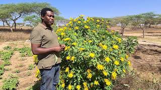 Fertilisant et biopesticide le Tithonia Diversifolia  Lompoul  Sénégal [upl. by Cinimod]