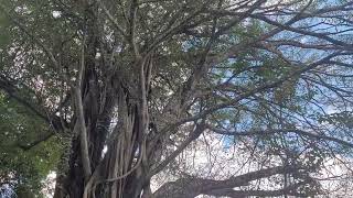 Tanzania Hornbills at Irente Farm [upl. by Jacie]