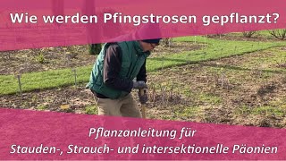 Pfingstrosen Päonien pflanzen  PfingstrosenParadies Tetzlaff [upl. by Griffin]