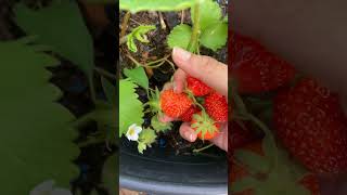 Harvesting strawberries 🍓 [upl. by Aeniah]