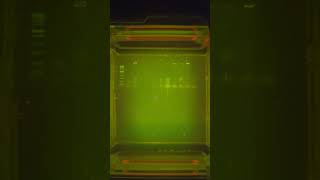 miniPCR PTC Taster Lab Gel Electrophoresis [upl. by Selle]