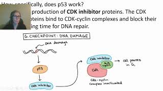 0426 Oncogenes and Tumor Suppressor Genes [upl. by Romilda]