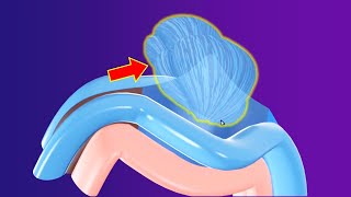 3D Cerebellum Embryology part 1 Gross  Rhombencephalon part 4  Neuroembryology part 7 [upl. by Egidius13]