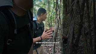 Mucho Cuidado ⚠️ con esto en la Selva Amazónica manadacampista camping amazonas naturaleza [upl. by Sterner]