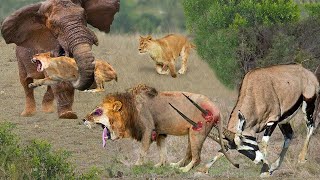 Lion is Stupid To Attack Gemsbok In Front Herd of Elephant  Elephant Rushes To Strangle Lion [upl. by Bergwall]