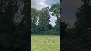 Crows Cawing in a Peaceful Field Nature and Bird Sound Effects UK [upl. by Suiram]