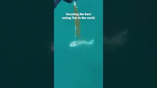 DELICIOUS and UGLY wolffish wolffish spearfishing freediving [upl. by Enineg]