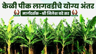 केळी पीक लागवडीचे योग्य अंतर। श्री निलेश बढे agriculture केळी शेती shetimahiti farmers fbanana [upl. by Atipul]