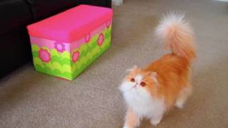 Chubby Cooper Cat Fetch Game [upl. by Rolan]