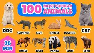 100 Most Popular Animals in the World  English Vocabulary for Kids  Fun Animal Names Learning [upl. by Nedloh]