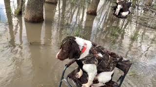 Springer Spaniels hunt ducks [upl. by Codding240]