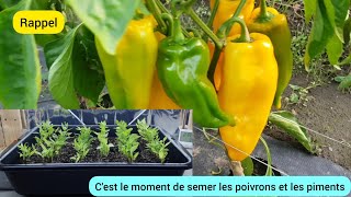 Comment je sème le poivron et le piment  2024 [upl. by Posehn]