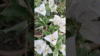 bagan bilas full tree sell shortvideo bagan bilas full tree sell ma nursery [upl. by Bradlee]