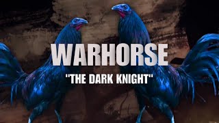 WARHORSE GAMEFOWL BLOODLINE Fighting Style and History [upl. by Ihel]