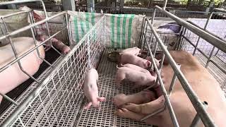 Natapos na ang Farrowing pen sa farm [upl. by Serena]