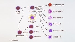 Immunology 101 The Basics and Introduction to our Patient [upl. by Assirod]