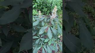 Plant Spotlight  Bottlebrush Buckeye [upl. by Rednaxela]