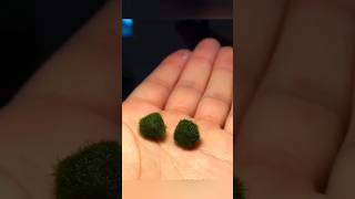 marimo moss ball algae facts [upl. by Anzovin820]