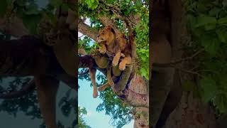 Elephant attacks lion in treeanimals wildlife wildanimals foryou fyp [upl. by Yrakaz]