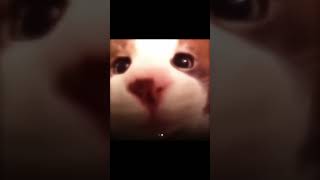 Heart to cute cat youtubeshorts youtube shorts cutecat notviral [upl. by Ahc]