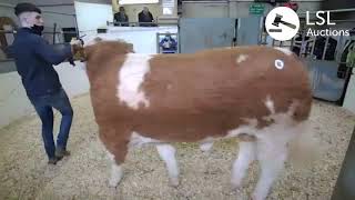 LSL Auctions  Irish Simmental Cattle Sale Lissadell Mr Mularkey VIP €12500  LSLAuctionscom [upl. by Zucker815]