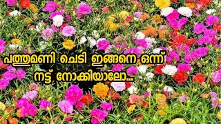 പത്തുമണി ചെടി  Pathumani plant potting and care tips Malayalam [upl. by Ahtikal]