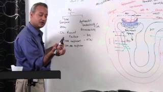 Renal System GFR Glomerular Filtration Rate 514 [upl. by Aimas971]