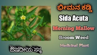 ಭೀಮನ ಕಡ್ಡಿ Sida Acuta Broom Weed Common Wire Weed [upl. by Ofori]