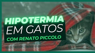 Hipotermia em gatos e em cães [upl. by Noffets]