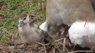 Egyptian Goose family [upl. by Ardnuahs970]