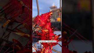 One of the Highest Shiva Temple Tungnath Uttarakhand shiva temple kedarnath travel ytshorts [upl. by Handy]