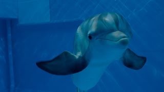 The Dolphin Videoclip Fly Dreaming Dolphin Fly  Steven Booth [upl. by Allesiram326]