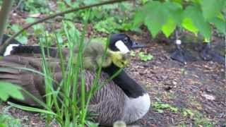 🐣 canada goose goslings 🐣 by Ani Male [upl. by Zaria]